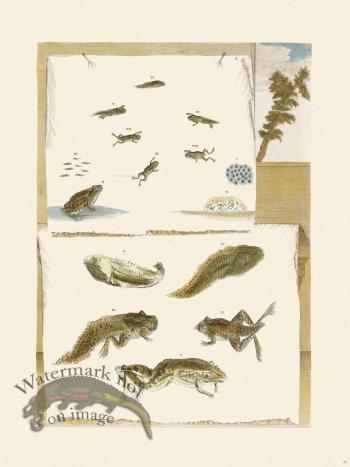 Merian Metamorphosis 71